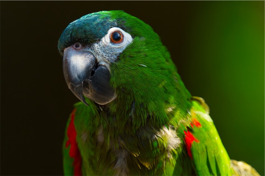 Parrot 0514